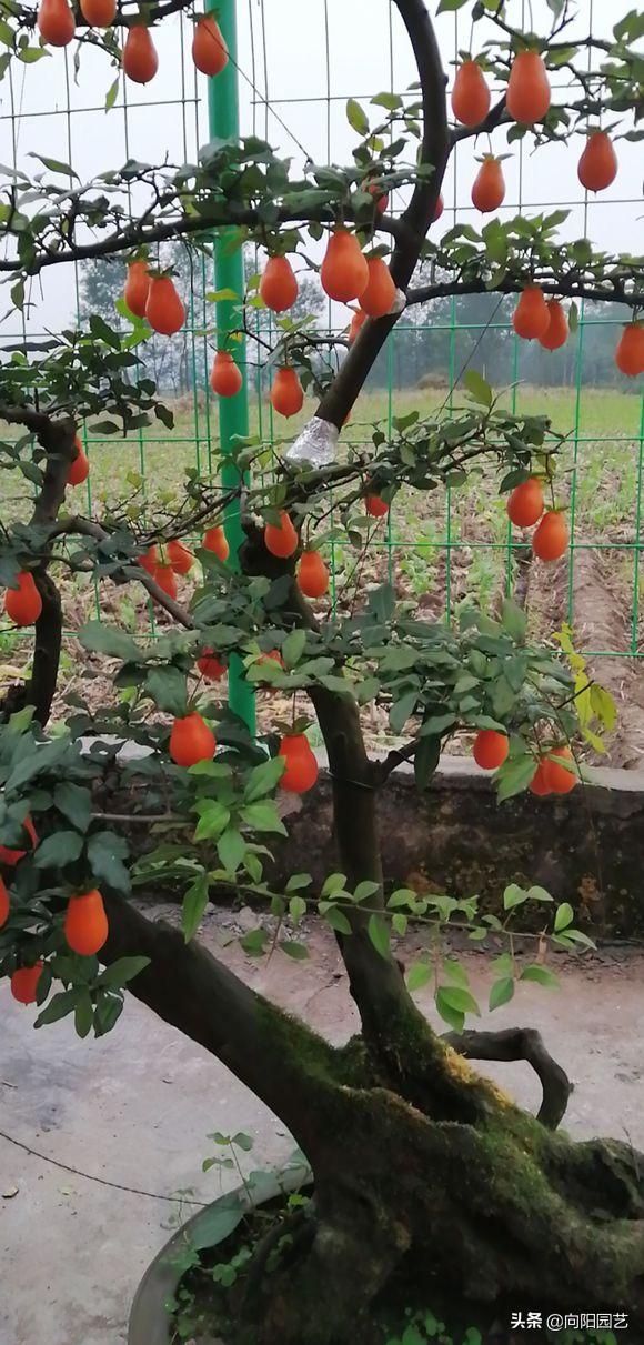 金弹子不嫁接雌雄同株,金弹子新苗分公母