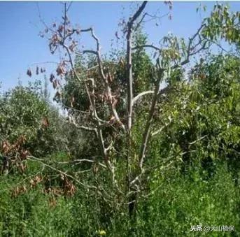 梨树腐烂病的最佳治疗方法,治梨树腐烂病的工具