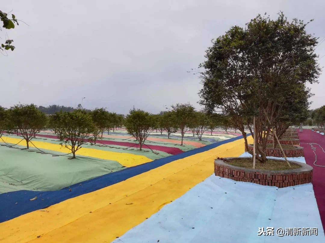 神奇！太平金门有种长在树干上的果子！