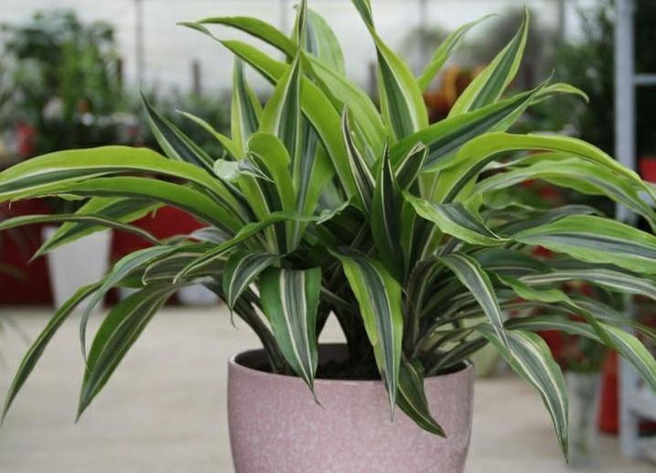 甲醛接触多久会得白血病,甲醛闻多久会得白血病