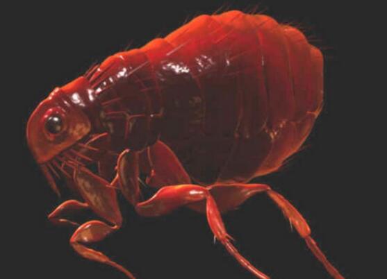 跳蚤传染什么疾病,跳蚤一直吸血怎么办