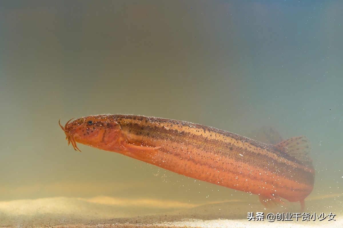 低成本养殖创业见效快,四川黄鳝泥鳅养殖基地