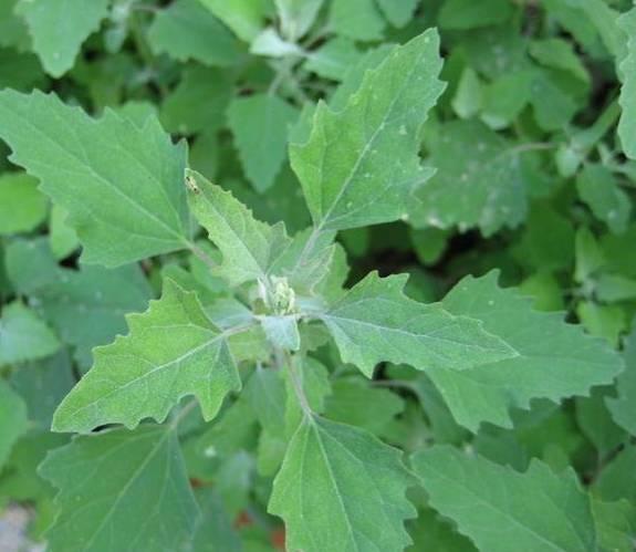 胃部不适怎么疗愈,治胃部疼痛的方法