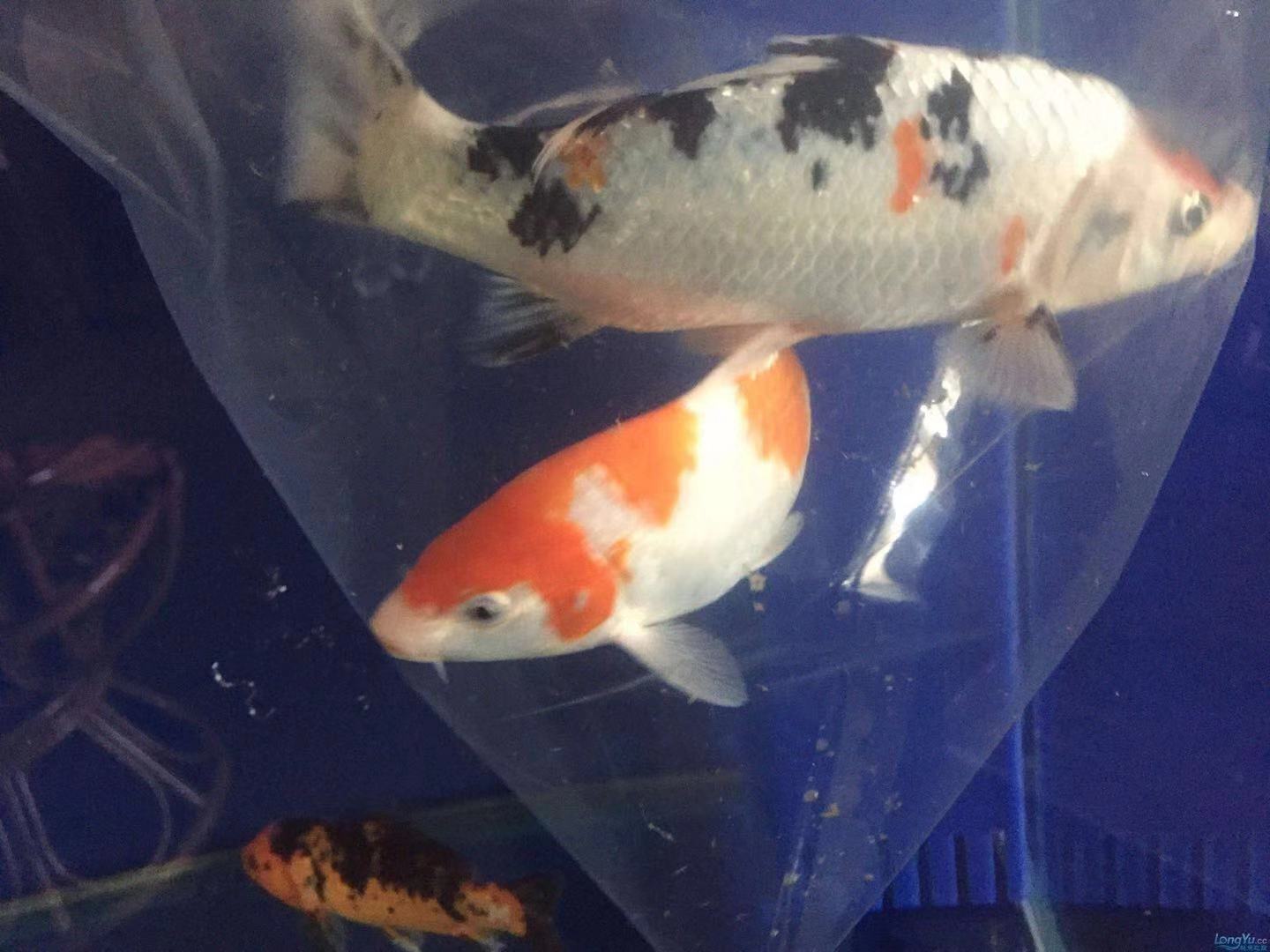 养鱼张哥最新视频,鱼缸怎么养锦鲤鱼最好