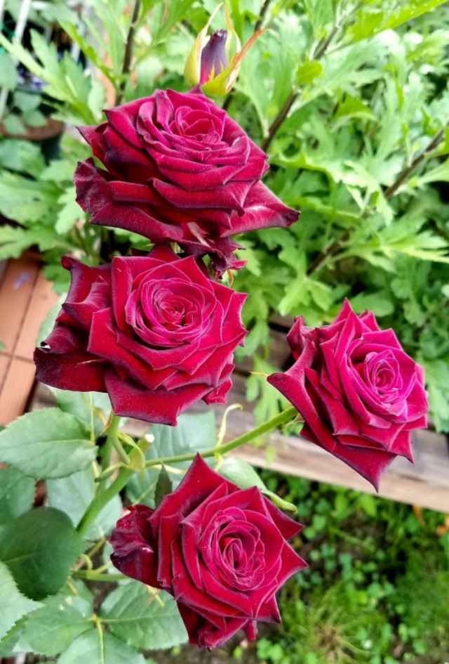 红的月季花,红的发黑玫瑰品种