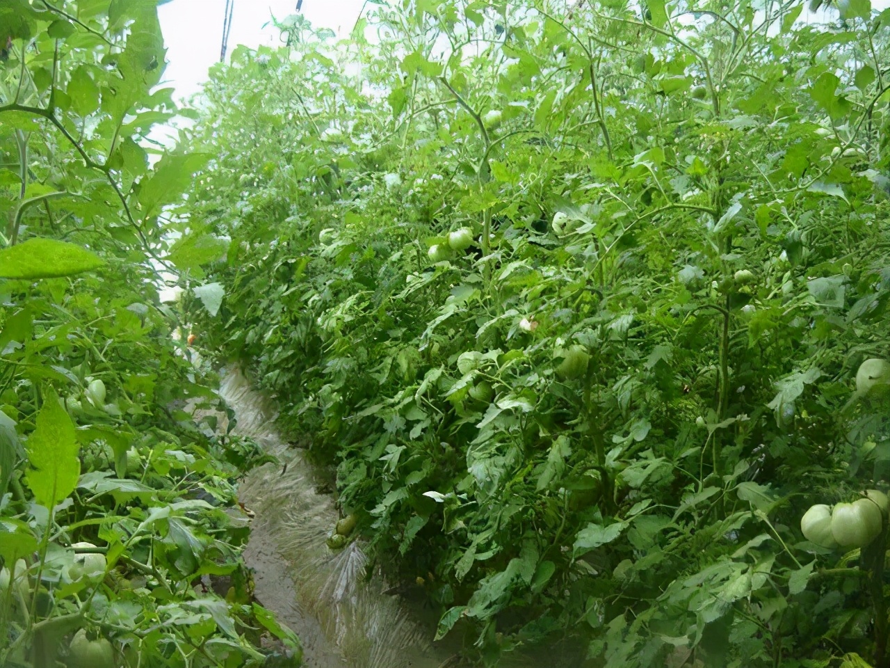 番茄果上有斑点是怎么回事,番茄果锈出现原因