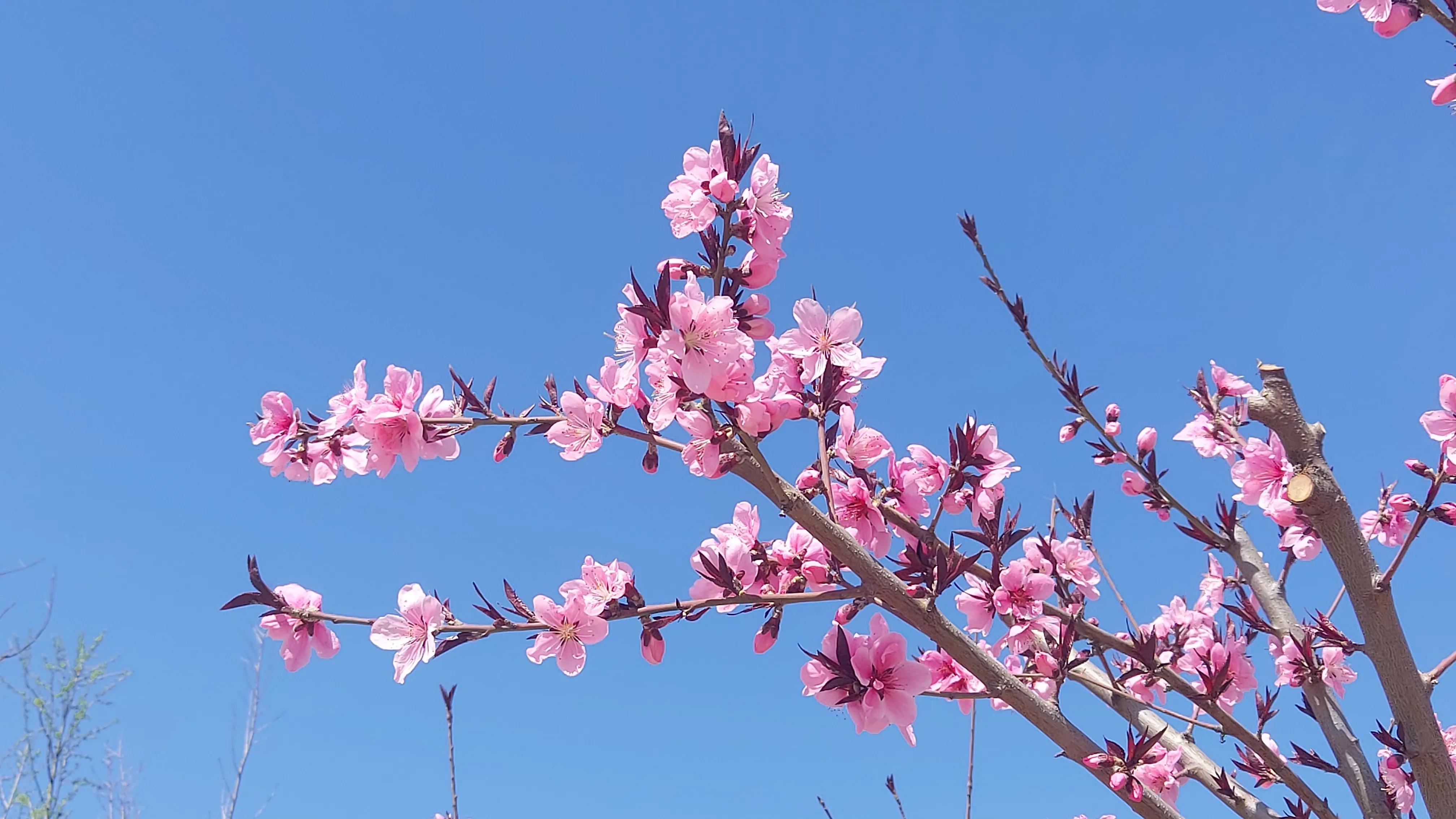 散文诗欣赏:碧砌红轩又清明，草长莺飞已春仲