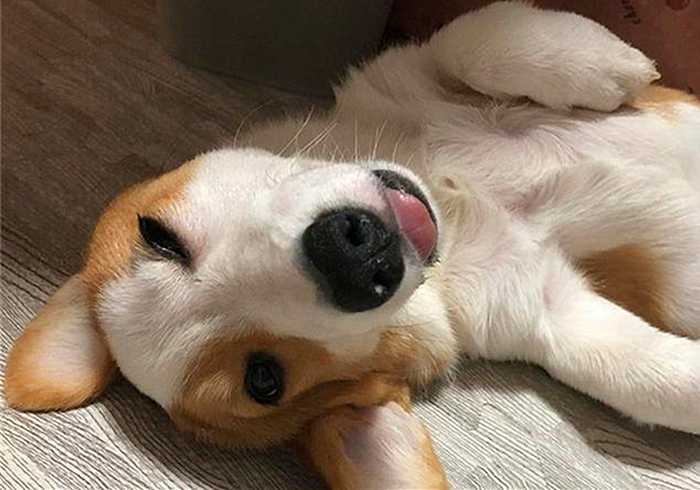 狗狗趾间发炎,狗狗真菌感染皮肤发炎了怎么办