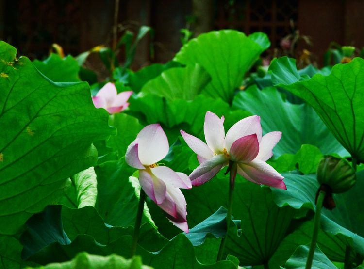 涔愯嚦鑽疯姳鎽勫奖浣滃搧娆ｈ祻,涔愯嚦鍗拌薄鎽勫奖