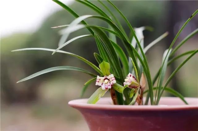 兰花常见病虫害的防治与分享,兰花的病虫害怎么处理最好
