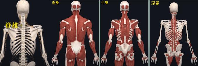 为什么我喜欢侧着睡觉,睡觉仰着睡还是侧着睡好