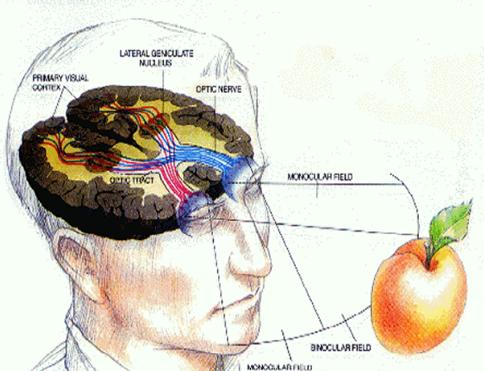 任天堂3ds有什么功能,任天堂3ds为什么买不到