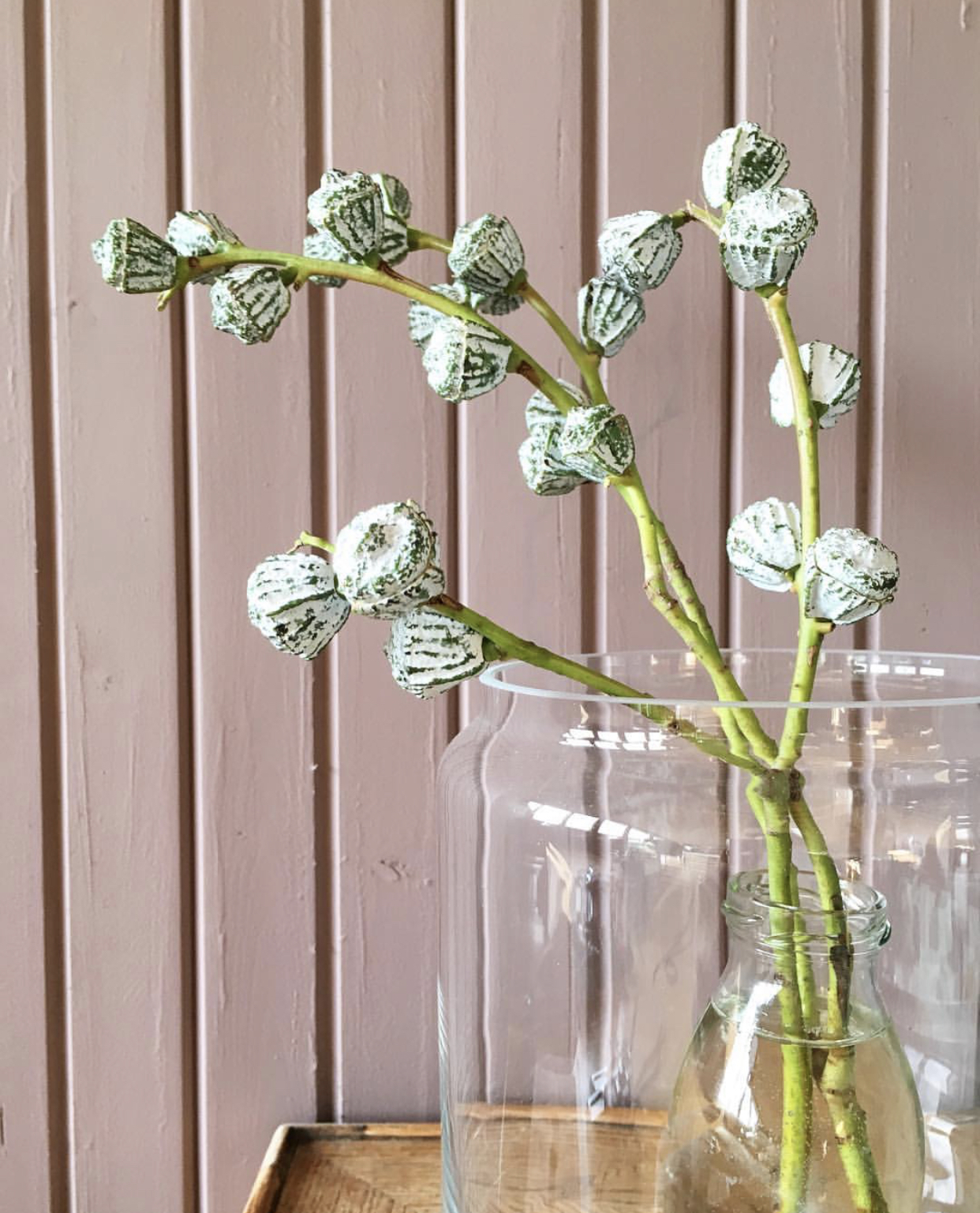 尤加利叶如何养长久,尤加利叶子怎么才会更香