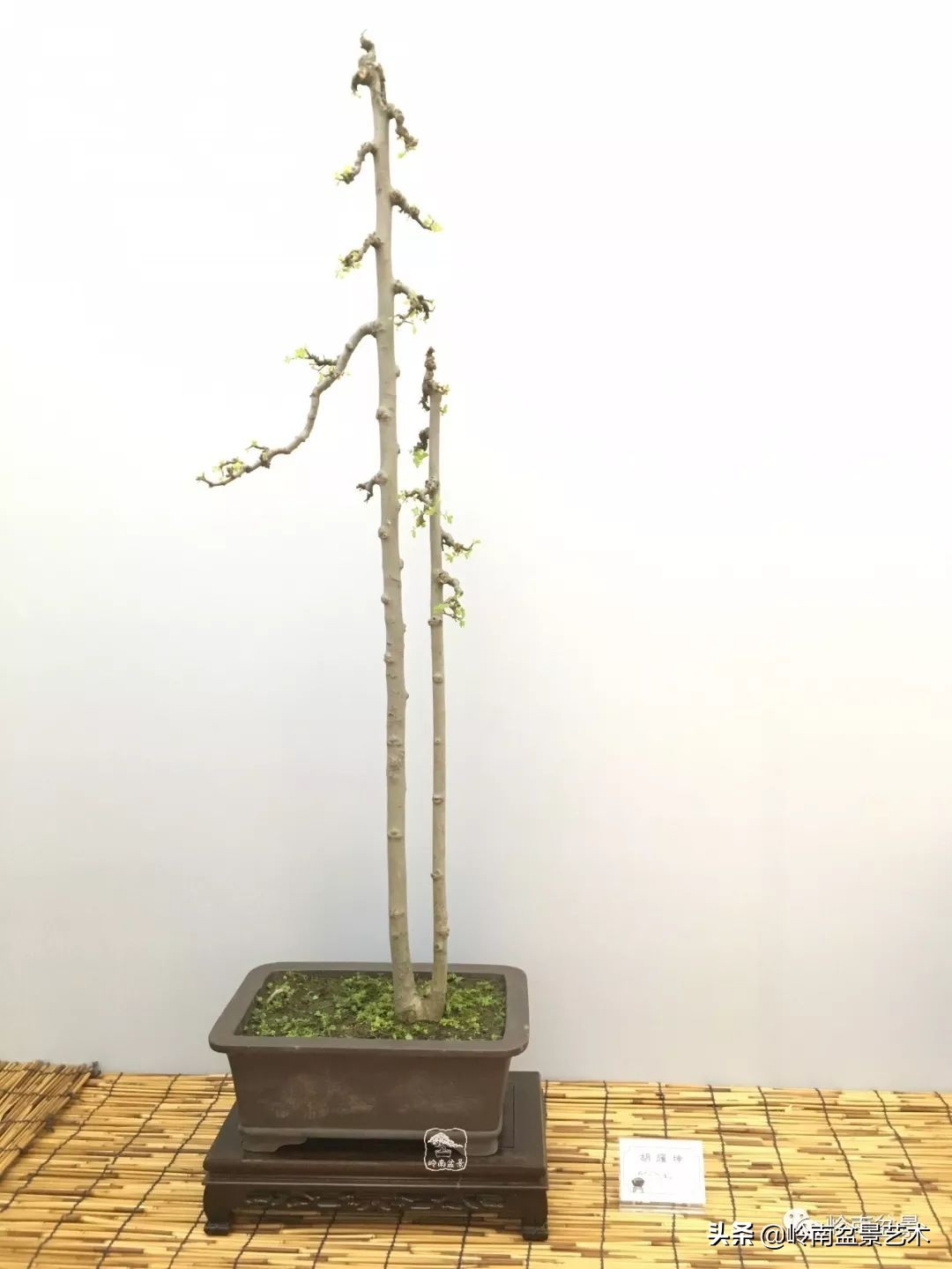 双干树,双干型果树