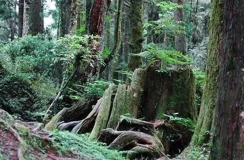 安信纯实木怎么样,安信实木老榆木