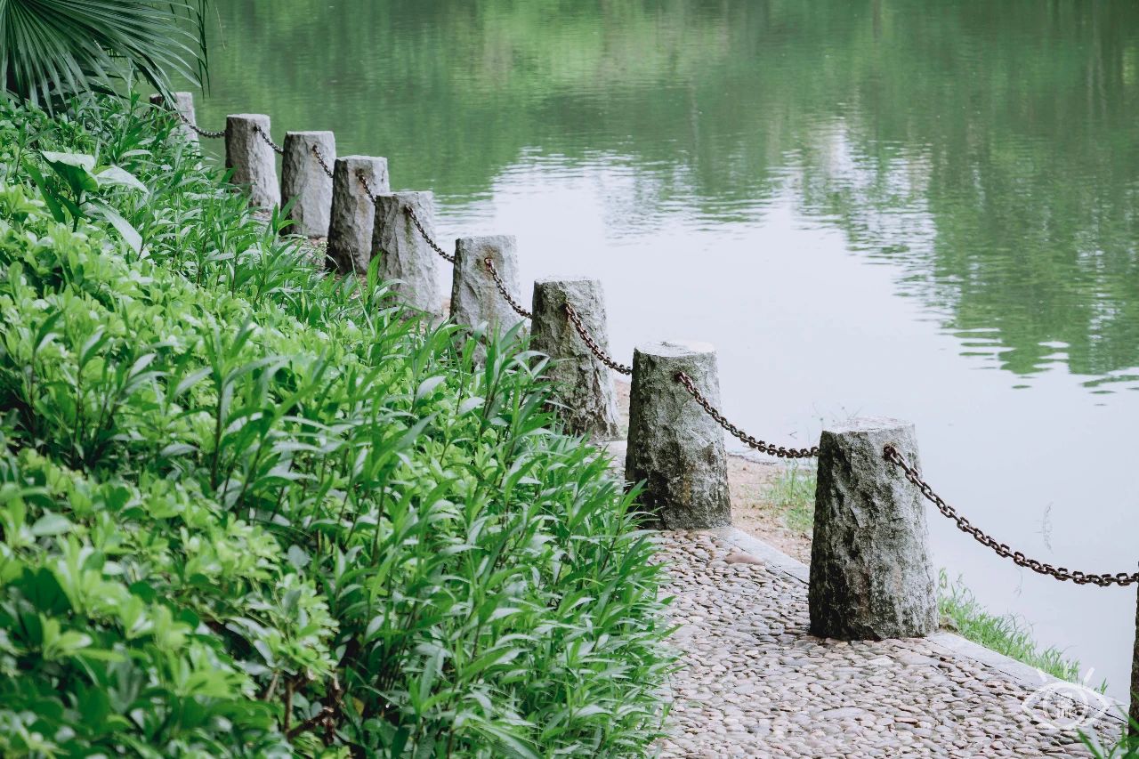 深圳洪湖公园7月18号还有荷花吗,深圳洪湖公园现在有荷花开吗