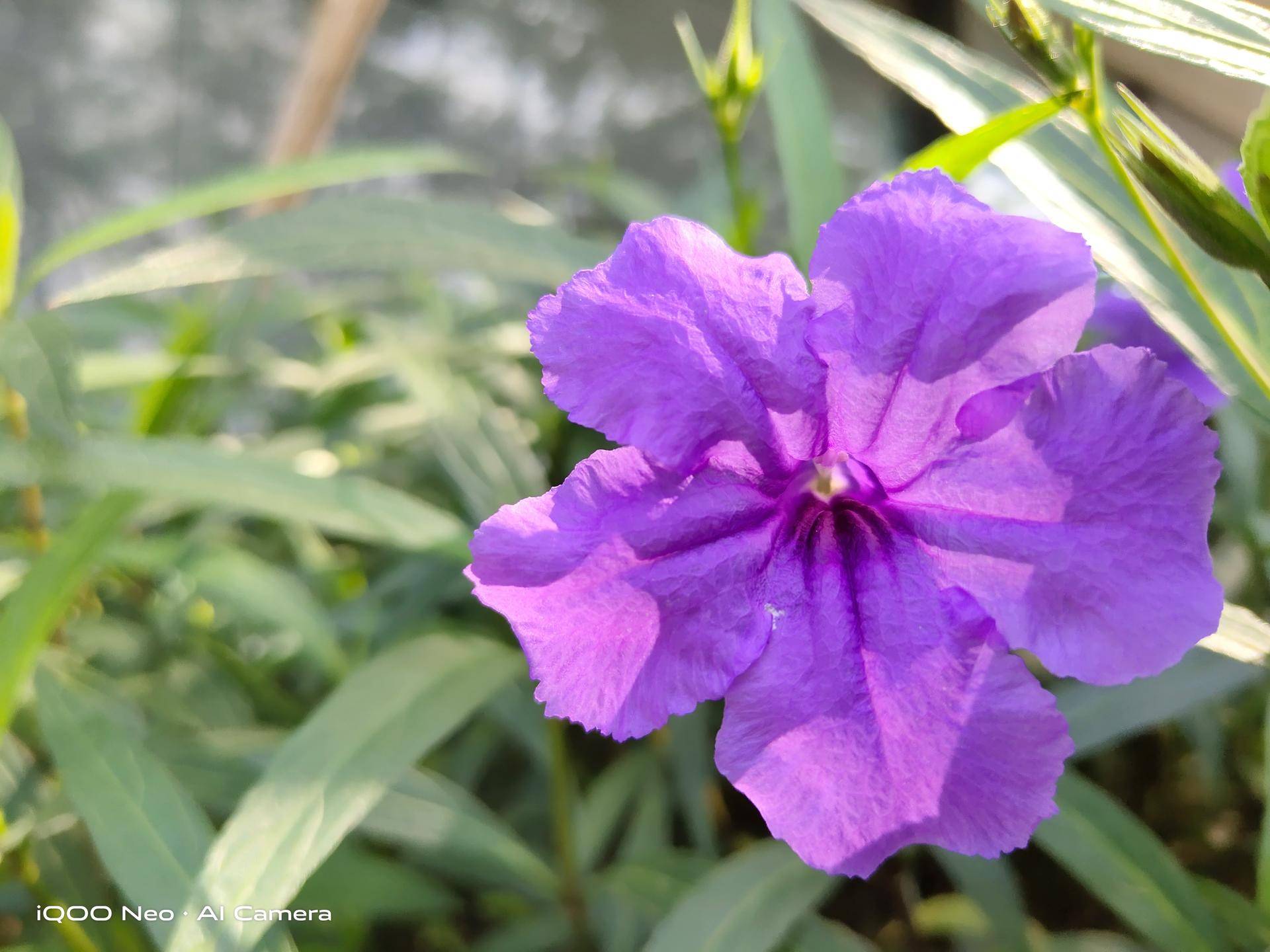 iqooneo855版与标准版外观细节,iqooneo855版和竞赛版谁更值得买