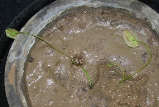 碗莲夏天的养殖方法,碗莲夏天可不可以种