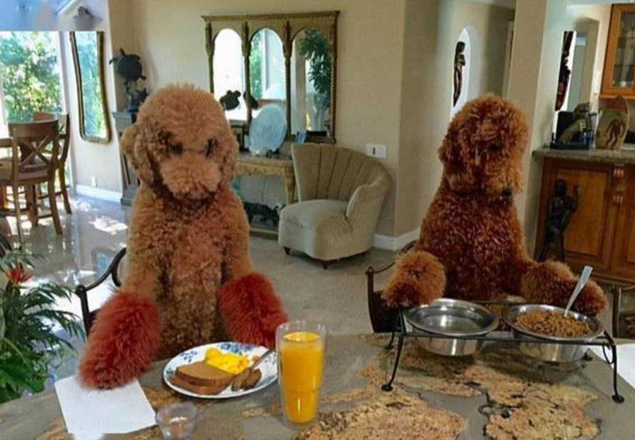 巨型贵宾犬毛色越来越淡怎么办,巨型贵宾犬为什么不建议养