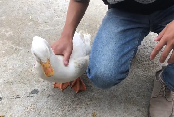 小黄鸭大量饲养,网上买的小黄鸭能养活