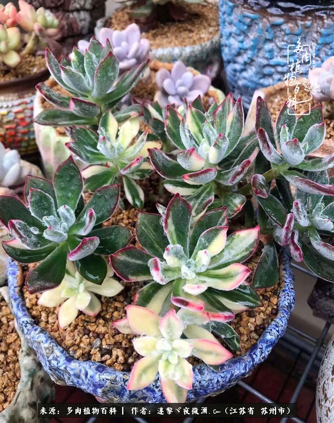 围观多肉版武林大会，一起穿越吧,下