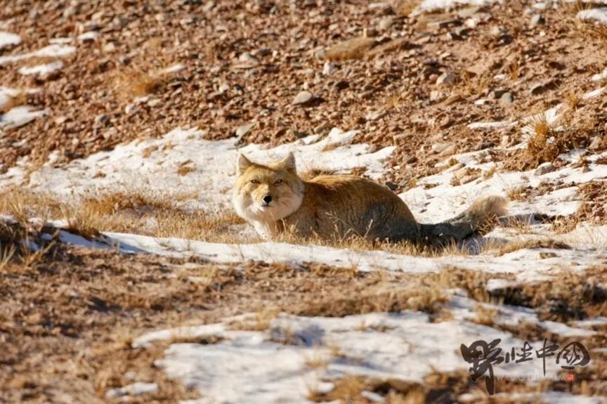 2021年日历上市了，有颜值有功能，你pick哪一款？