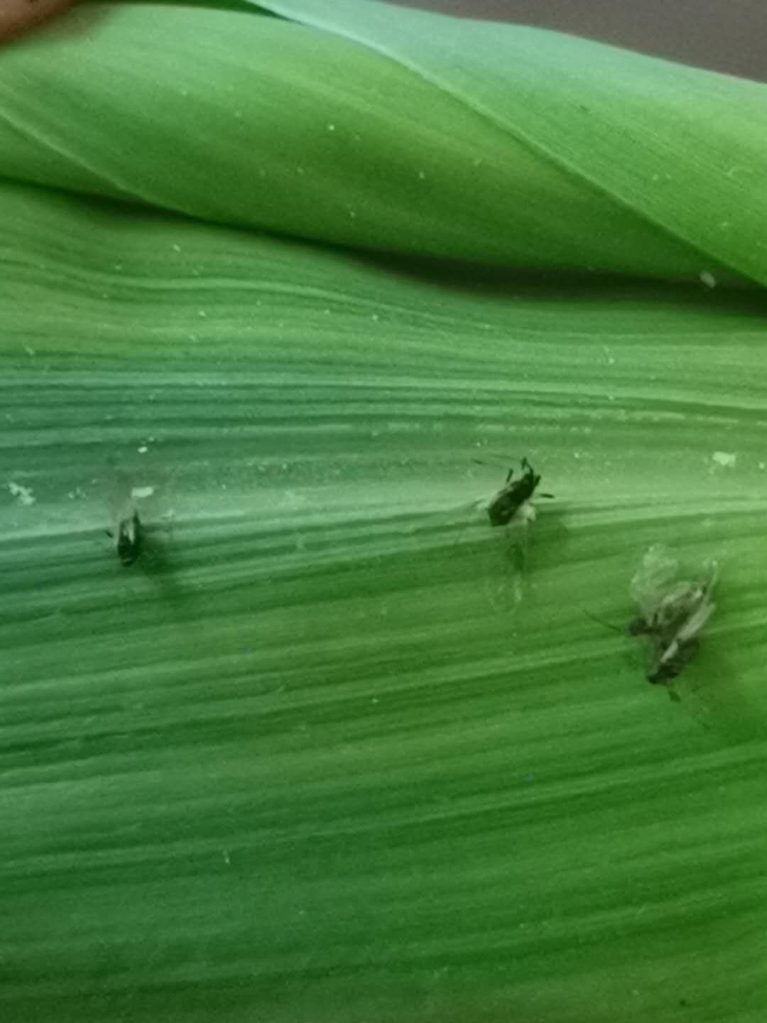 蓟马飞入口中怎么办,蓟马进眼睛了怎么办