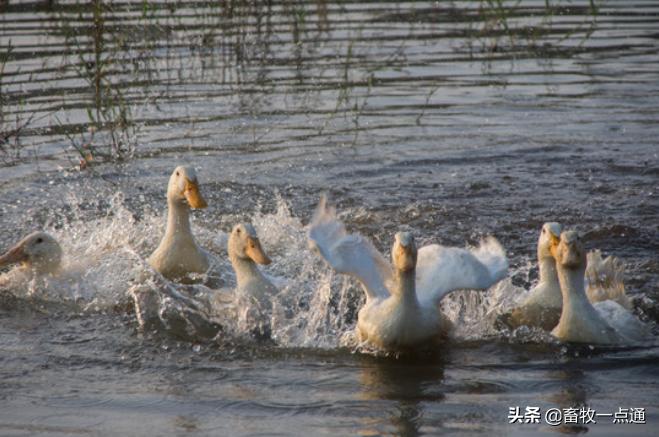 鸭人工授精后的第一个受精蛋,鸭人工授精的方法