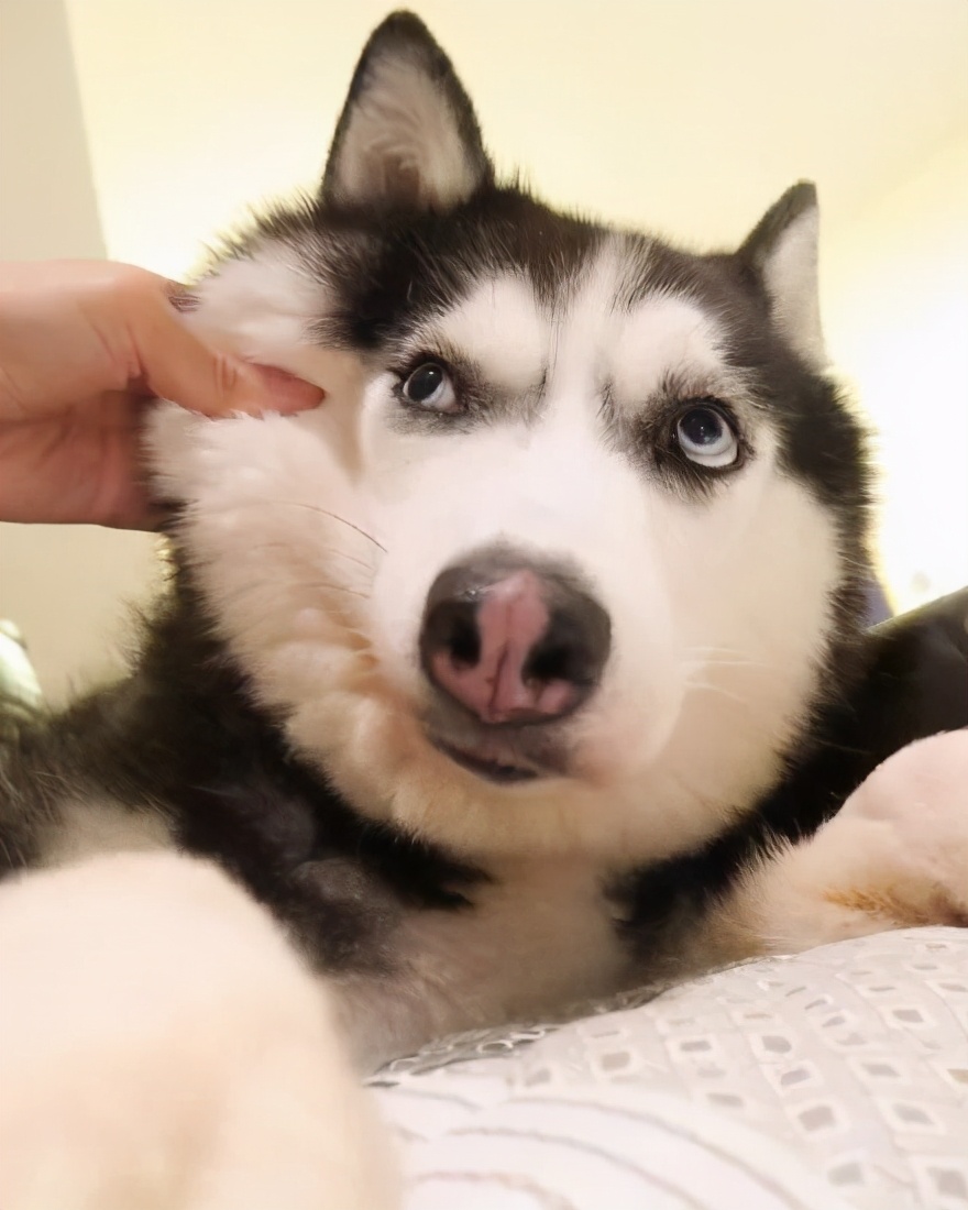 狗狗歪头卖萌,狗狗歪头杀的意思