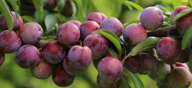 李子白粉病和灰霉病区别,李子出现褐腐病怎么办