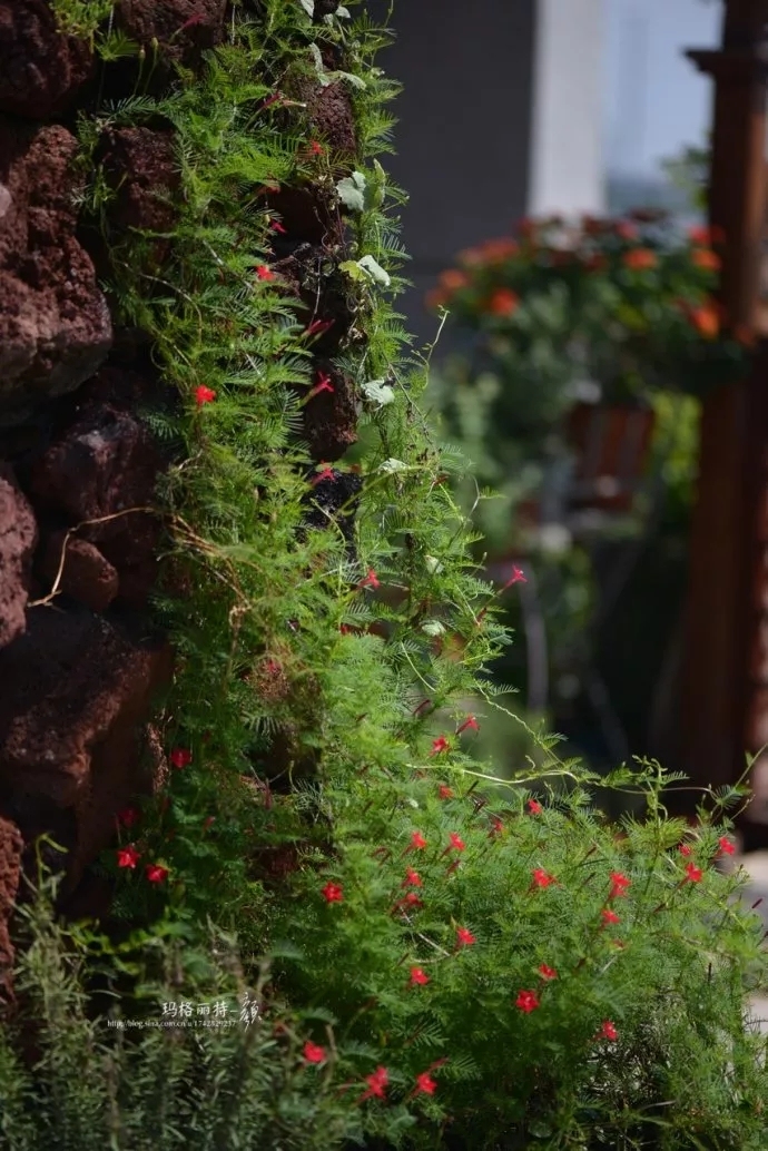 爬藤植物怎么牵引造型,爬藤植物是怎么爬藤的