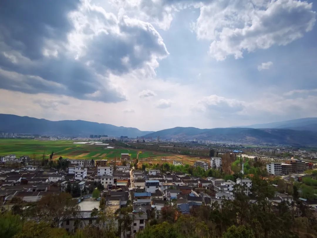 大理的一棵梅花,一棵大理梅品百味解千愁