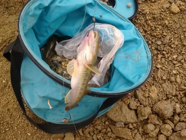 野钓各种鱼吃饵,新手野钓鱼食