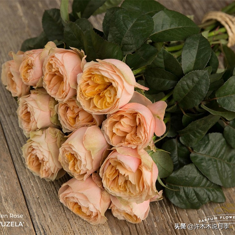 月季病害高清图,12种月季常见病害图解