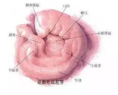 揭秘女人受精胎儿形成过程！十月怀胎就是生命最大的奇迹！