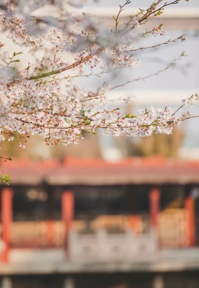 春游零食高颜值,春游小零食简单又好吃