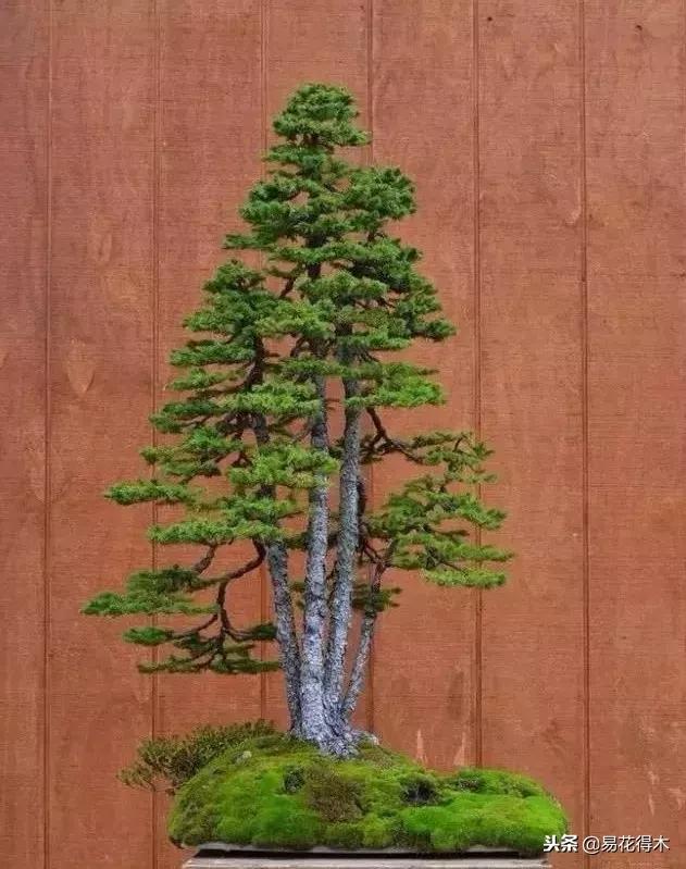 丛林式精品盆景欣赏,丛林盆景浅盆