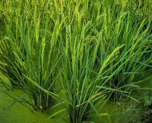 稻田的水棉怎么去除,稻田水绵是什么原因