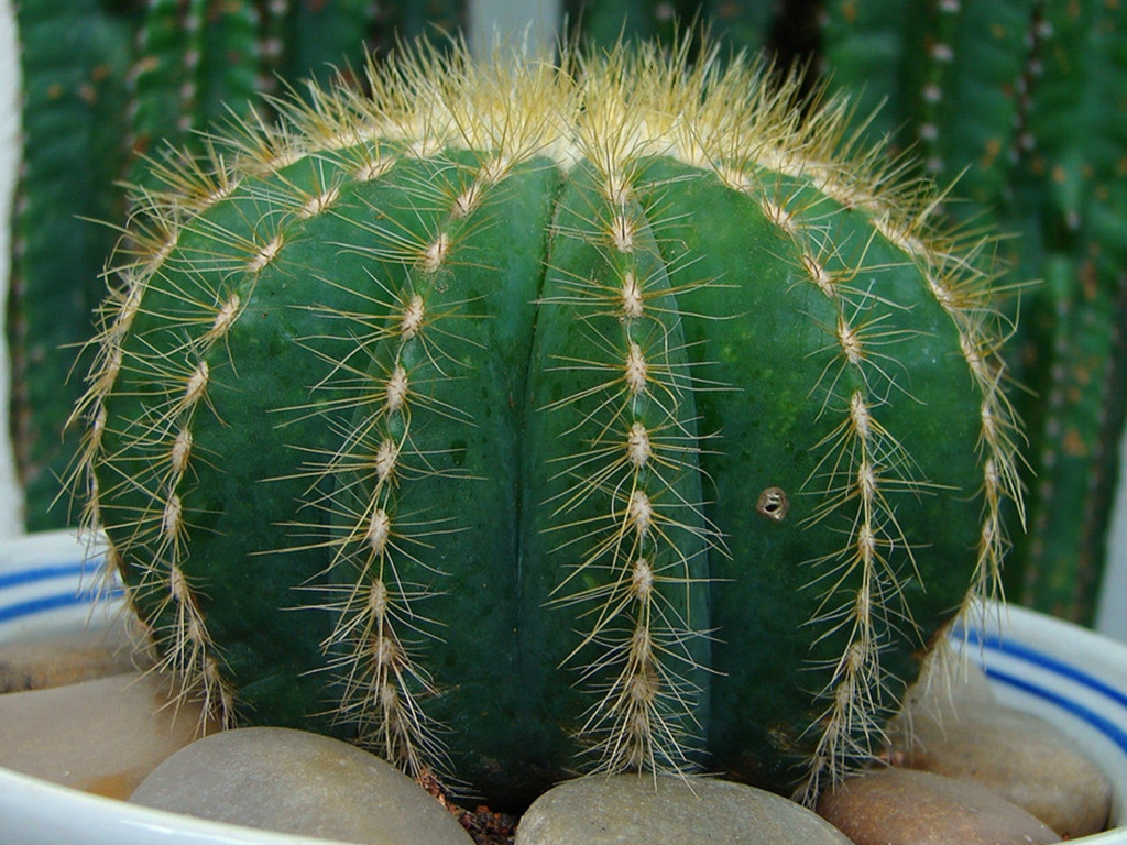 仙人球烂根怎么补救最快,仙人球烂根最简单的方法