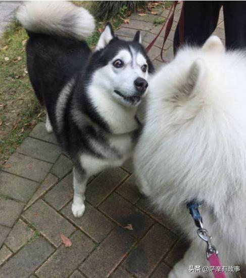 委屈！萨摩耶的混血，是一点没混出萨摩耶的美貌