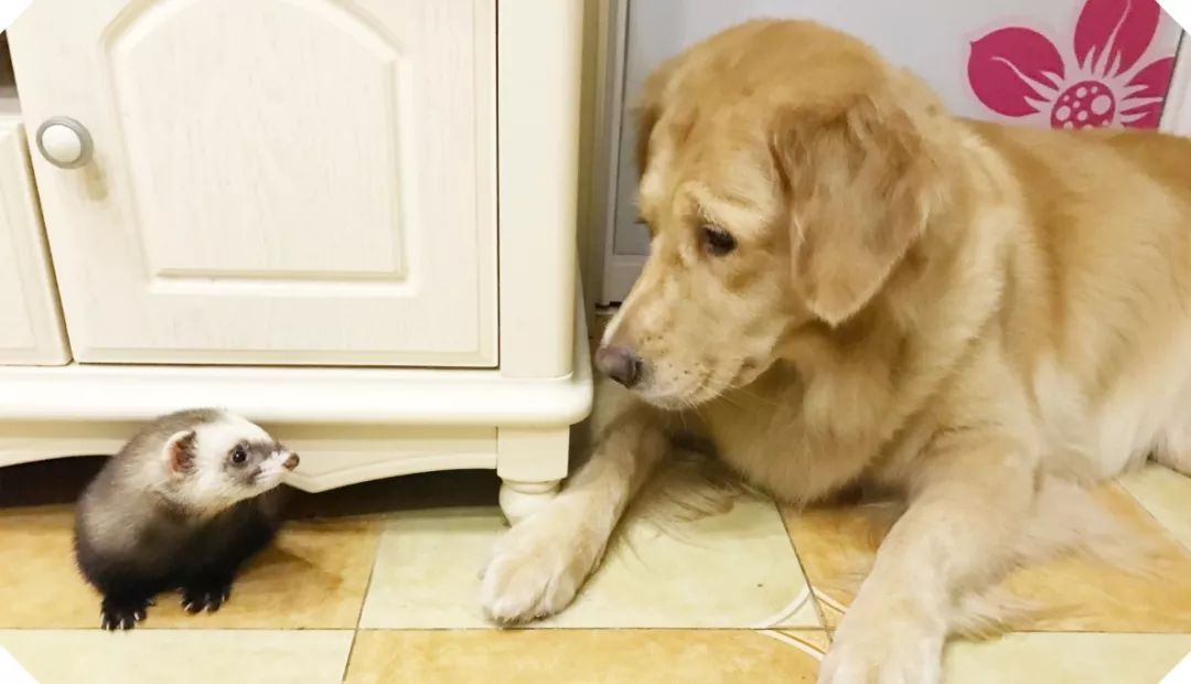 安格鲁貂和玛雪儿貂哪个性格好,可爱安格鲁貂