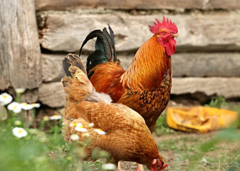 鸡支气管堵有什么治疗方法,肉食鸡支气管堵塞最好的解决方法