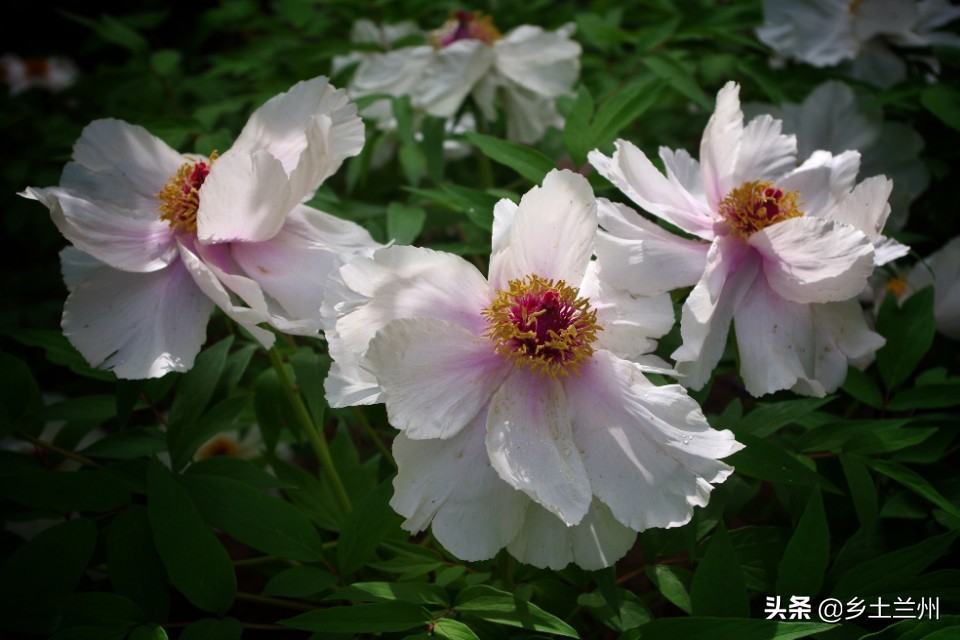 芍药花开的季节等你欣赏,芍药花开如诗如画