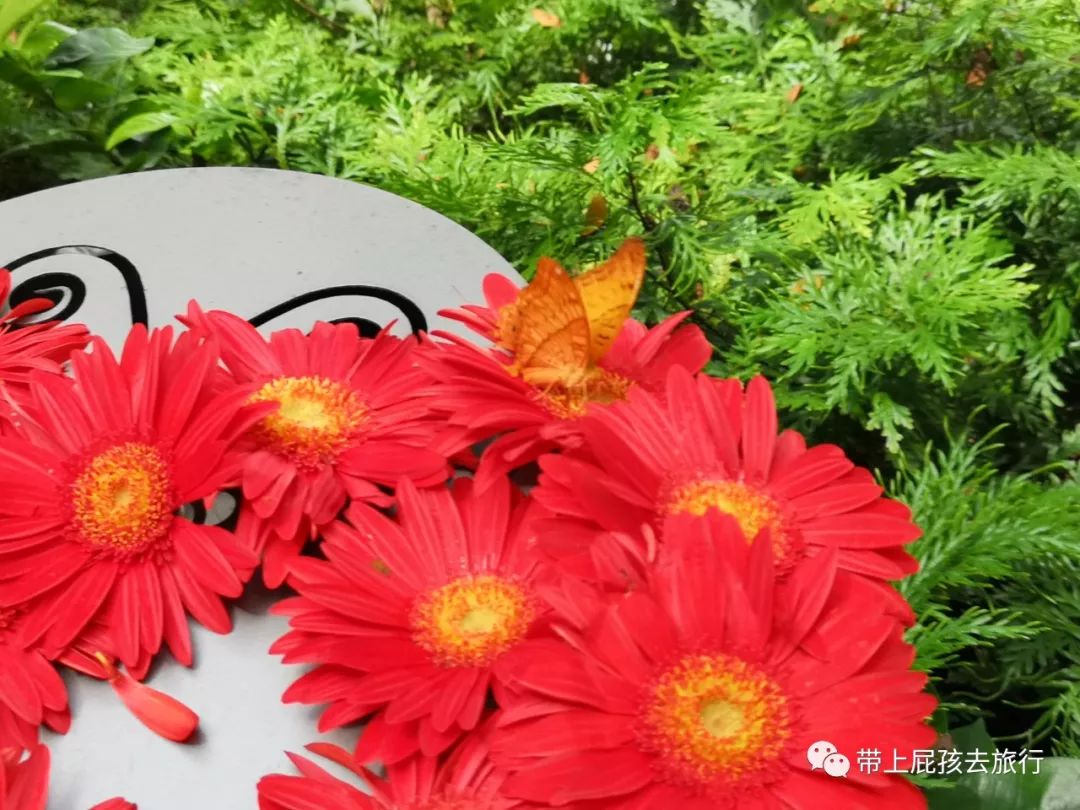 无旅行不暑假亲子游胜地新加坡,新加坡马来西亚亲子游春节