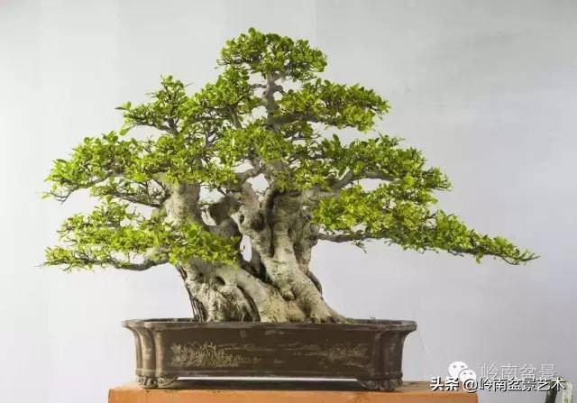 我喜欢的榕树盆景,泉州榕树盆景