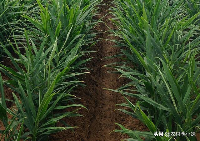 生姜的种植方法及管理技术,生姜种植与管理技术视频