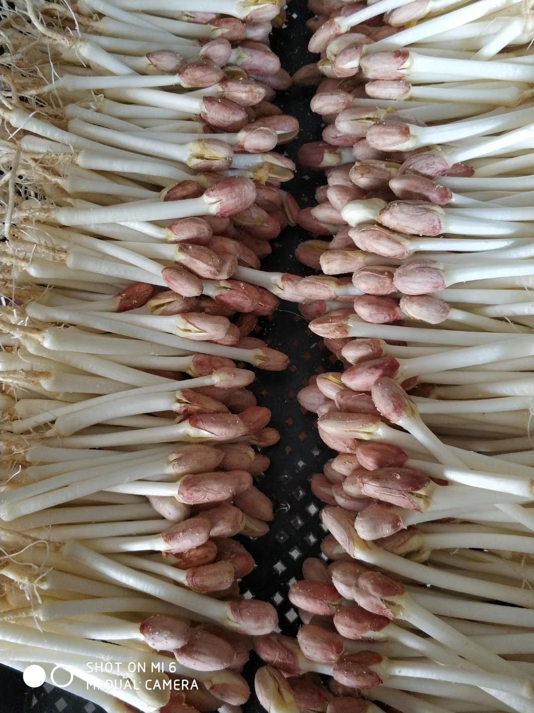 花生芽到底有没毒,花生芽真的有毒吗