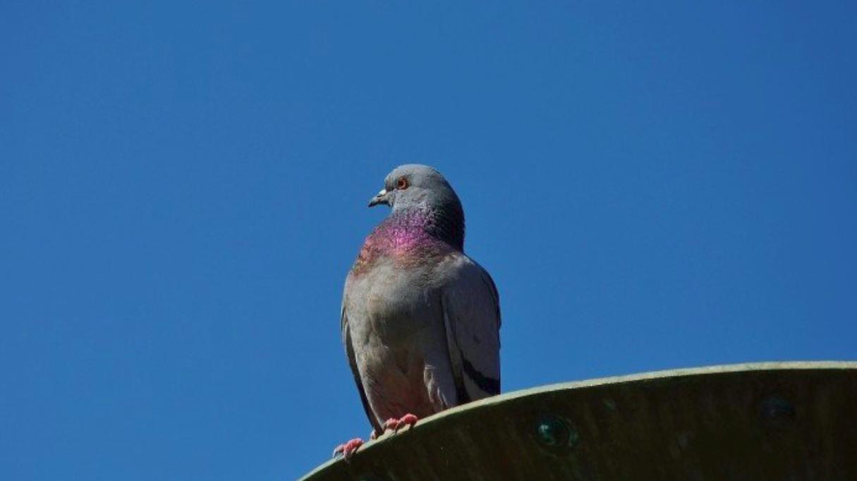 鸽子出现绿便是什么原因,鸽子紫胸最快的治疗方法
