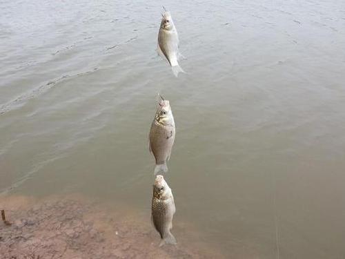 海竿串钩正确钓法图解,海竿串钩的正确使用方法钓海鱼