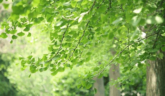 最美院子乡村,最美庭院农村轻奢